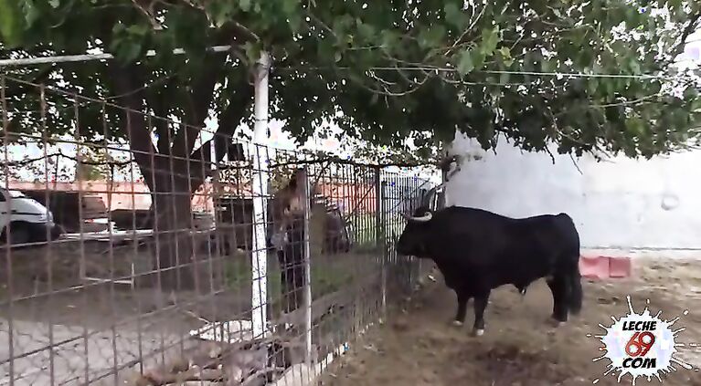 SEXO AL LADO DE UN TORO REAL Mara Lopez Leche69